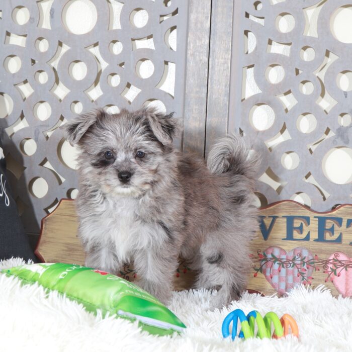 Sapphire- Gorgeous Blue Merle Pomapoo Puppy - Image 5