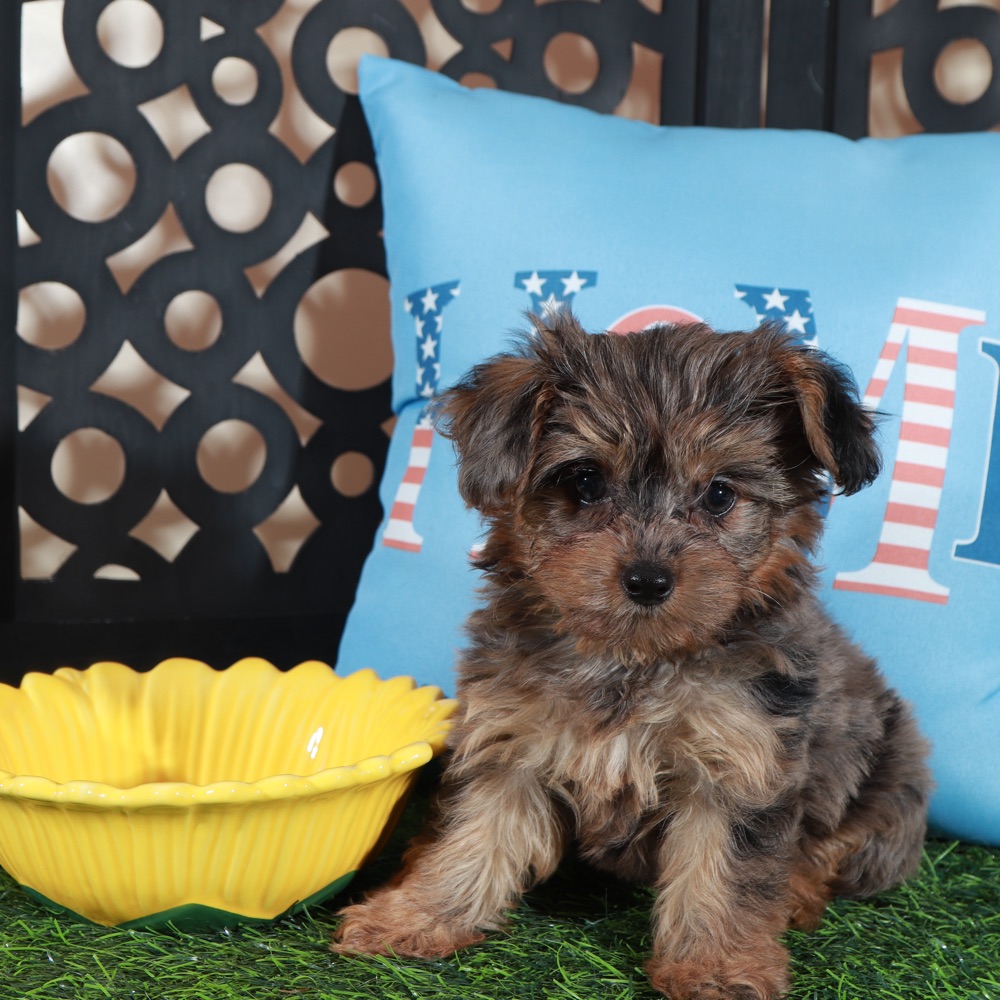 Sapphire-Stunning Merle Toy Yorkie-Poo Puppy - Image 5
