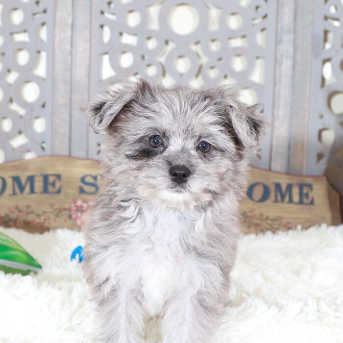 Sapphire- Gorgeous Blue Merle Pomapoo Puppy