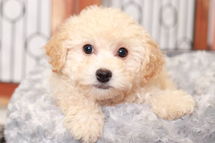 Sasha  - Darling Little Female Poochon Puppy - Image 2