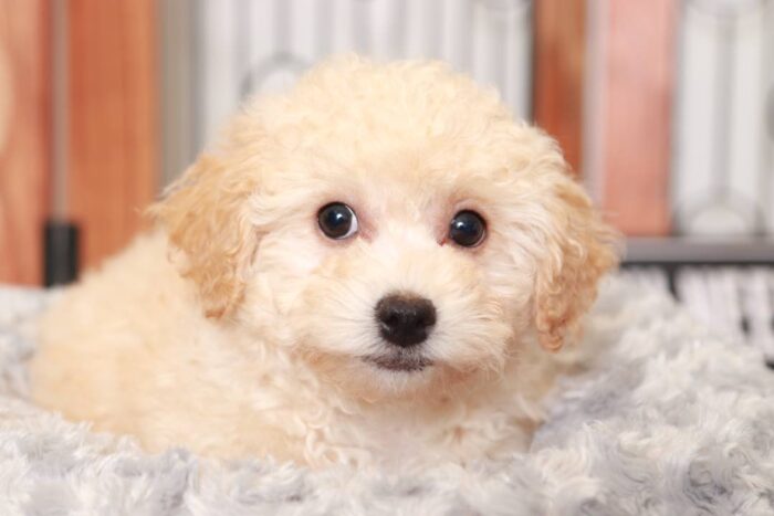 Sasha  - Darling Little Female Poochon Puppy - Image 4
