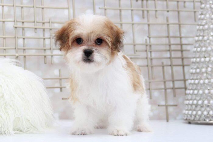 Sassy- Glamorous Little Female Teddy Bear Puppy - Image 2