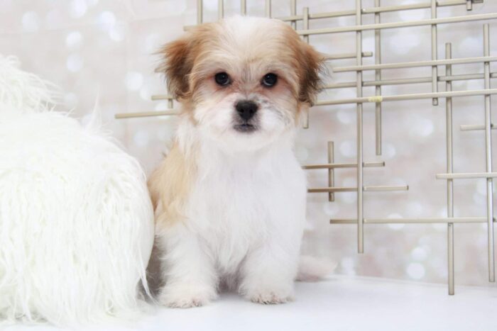 Sassy- Glamorous Little Female Teddy Bear Puppy