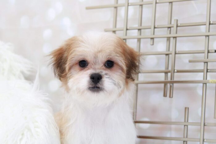 Sassy- Glamorous Little Female Teddy Bear Puppy - Image 4