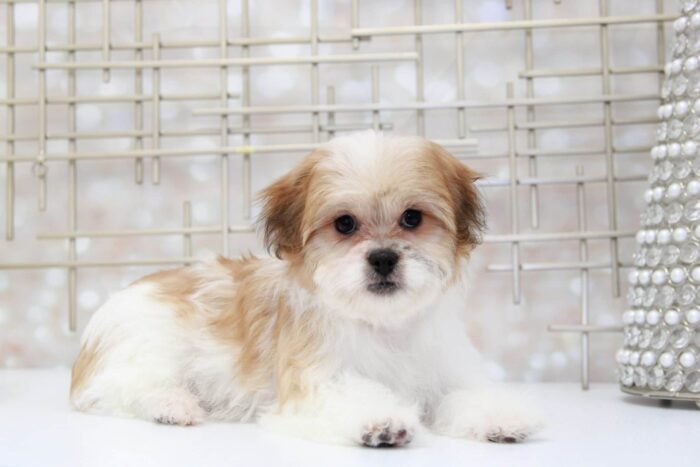 Sassy- Glamorous Little Female Teddy Bear Puppy - Image 5
