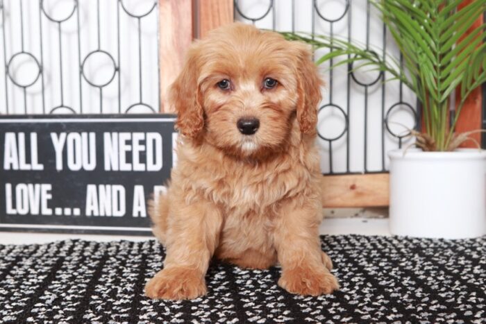 Savannah - Stunning Tan Female Goldendoodle Puppy