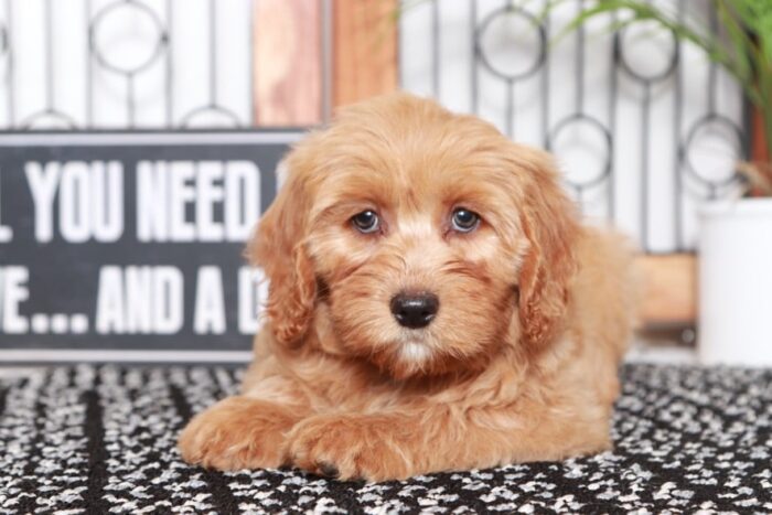 Savannah - Stunning Tan Female Goldendoodle Puppy - Image 2