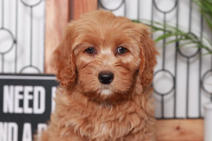 Savannah - Stunning Tan Female Goldendoodle Puppy - Image 3