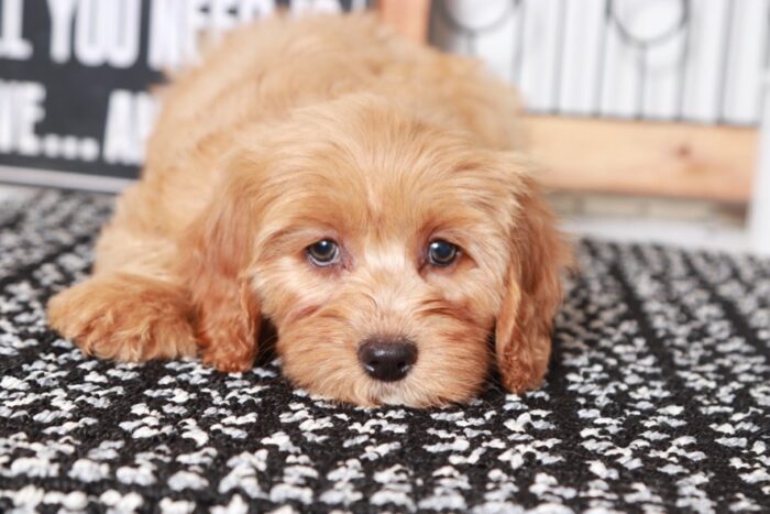 Savannah - Stunning Tan Female Goldendoodle Puppy - Image 4