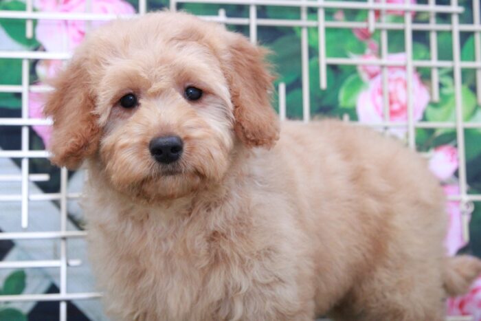 Scarlet - Adorable Female Mini Goldendoodle Puppy - Image 3