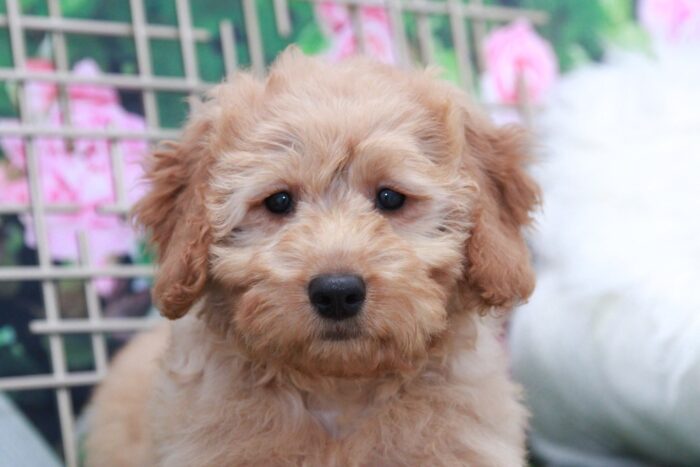 Scarlet - Adorable Female Mini Goldendoodle Puppy - Image 4