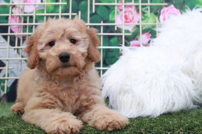 Scarlet - Adorable Female Mini Goldendoodle Puppy