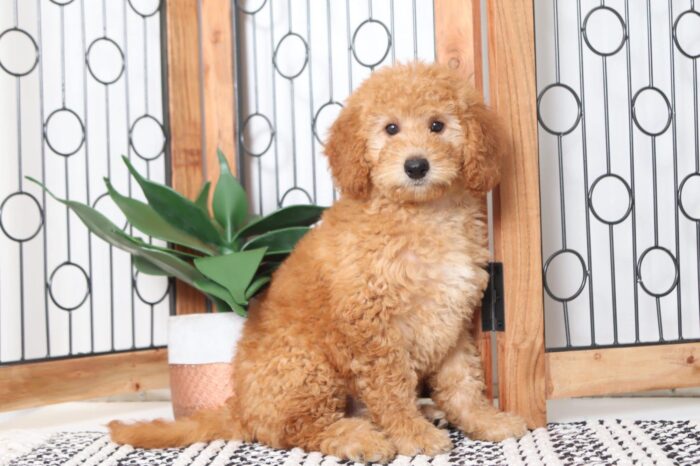 Scarlett - Adorable Female F1B Mini Goldendoodle Puppy
