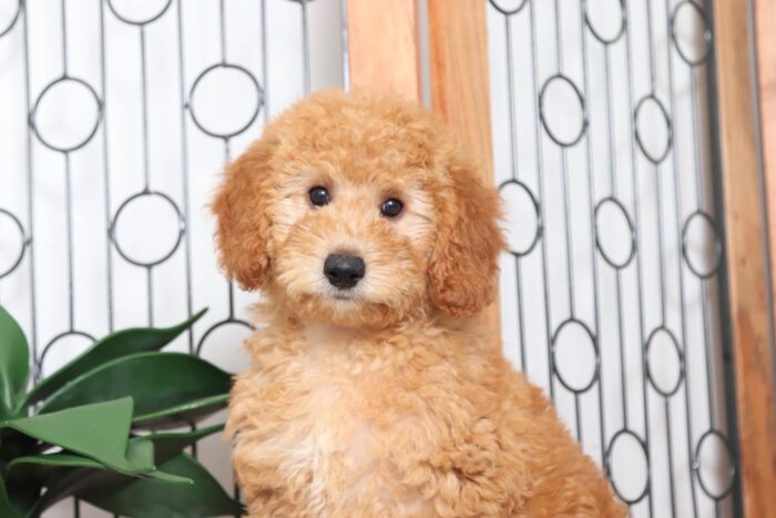 Scarlett - Adorable Female F1B Mini Goldendoodle Puppy - Image 2