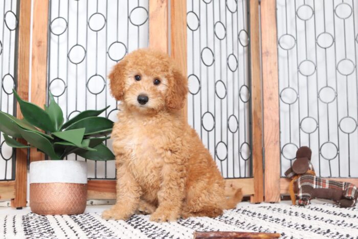 Scarlett - Adorable Female F1B Mini Goldendoodle Puppy - Image 3