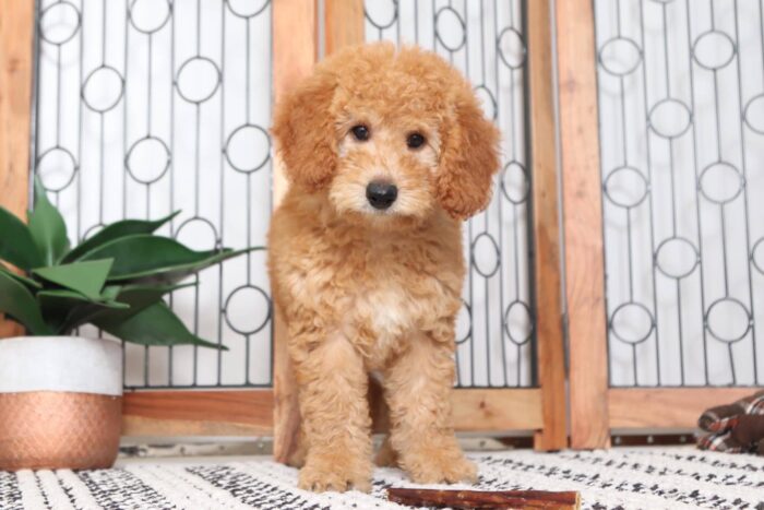 Scarlett - Adorable Female F1B Mini Goldendoodle Puppy - Image 4