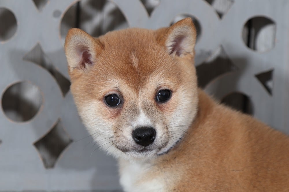 Sheba Loving Shiba Inu