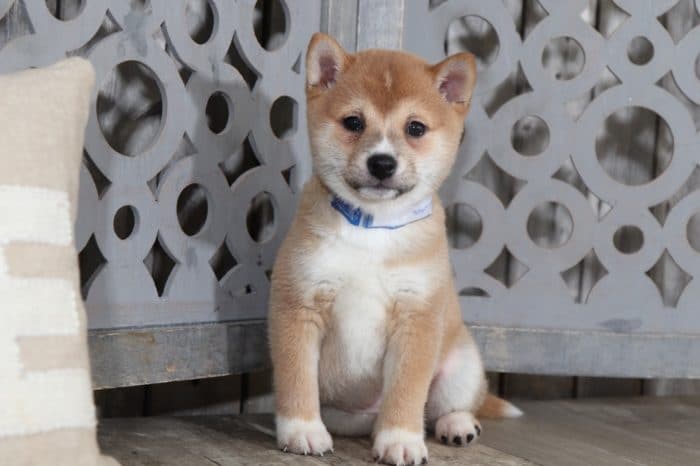 Sheba - Loving Shiba Inu - Image 4
