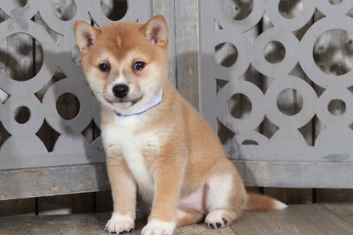 Sheba - Loving Shiba Inu - Image 5