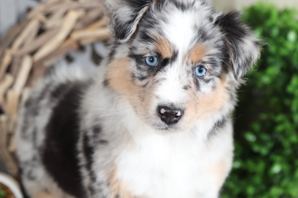 Shelia - Lovely, Blue Merle, Australian Shepherd