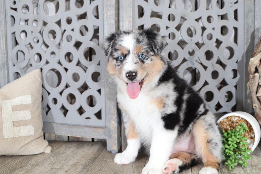 Shelia - Lovely, Blue Merle, Australian Shepherd - Image 2