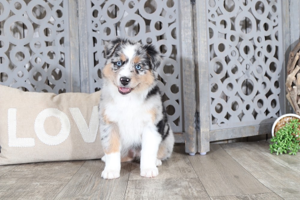 Shelia - Lovely, Blue Merle, Australian Shepherd - Image 3