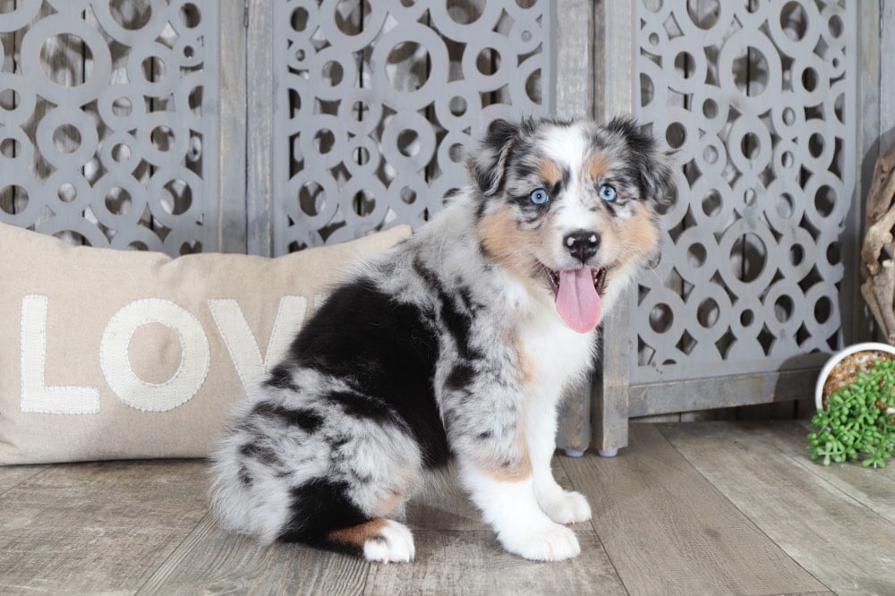 Shelia - Lovely, Blue Merle, Australian Shepherd - Image 4