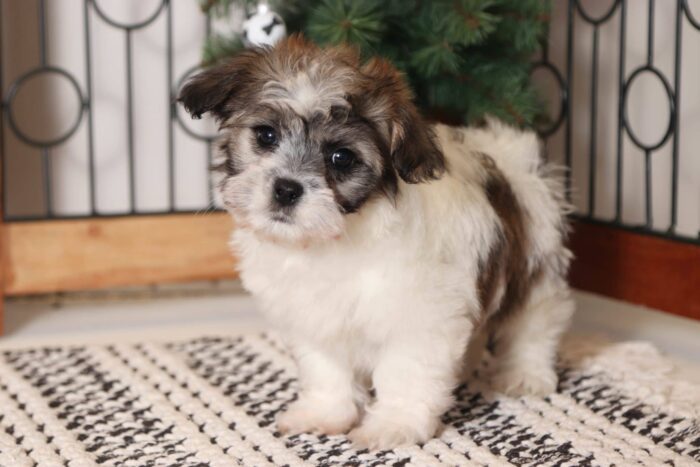 Shepherd- Loving Little Brown/White Teddy Bear Puppy