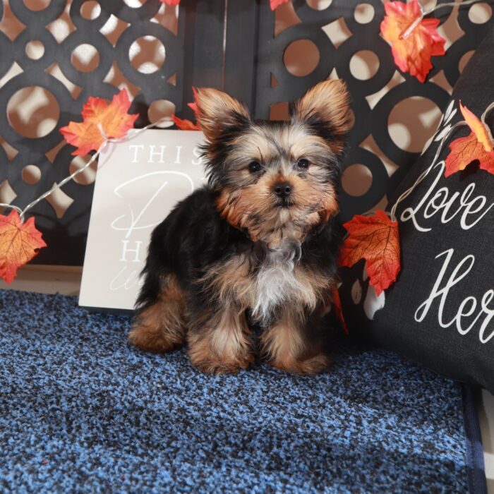 Sherlock-Teacup ACA-Yorkie - Image 2