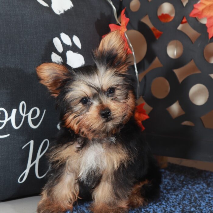 Sherlock-Teacup ACA-Yorkie