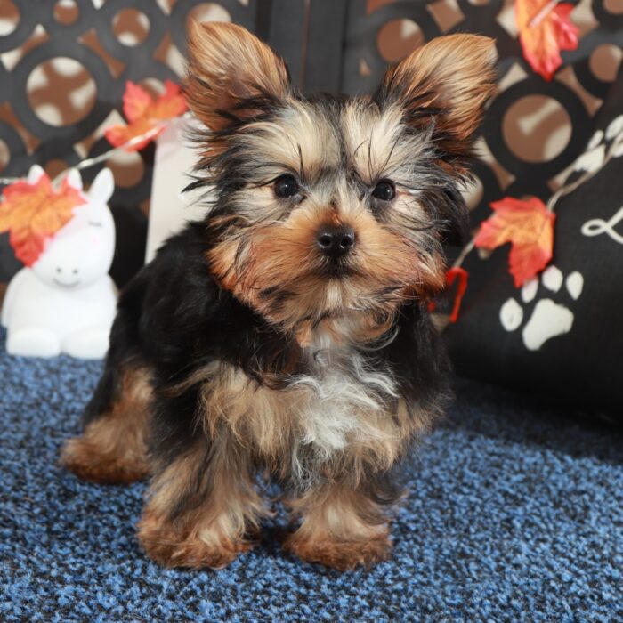 Sherlock-Teacup ACA-Yorkie - Image 5
