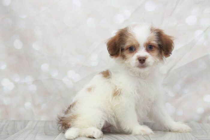 Sherlock - Handsome Male Teddy Bear Puppy - Image 3