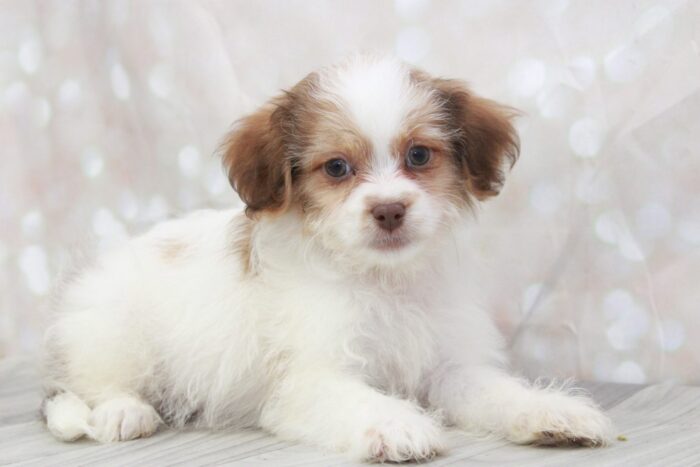 Sherlock - Handsome Male Teddy Bear Puppy - Image 2