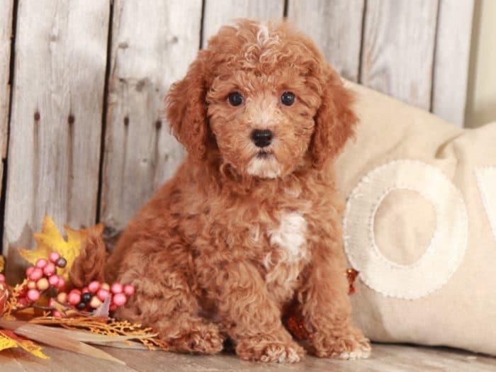 Sherlock - Studley Cockapoo