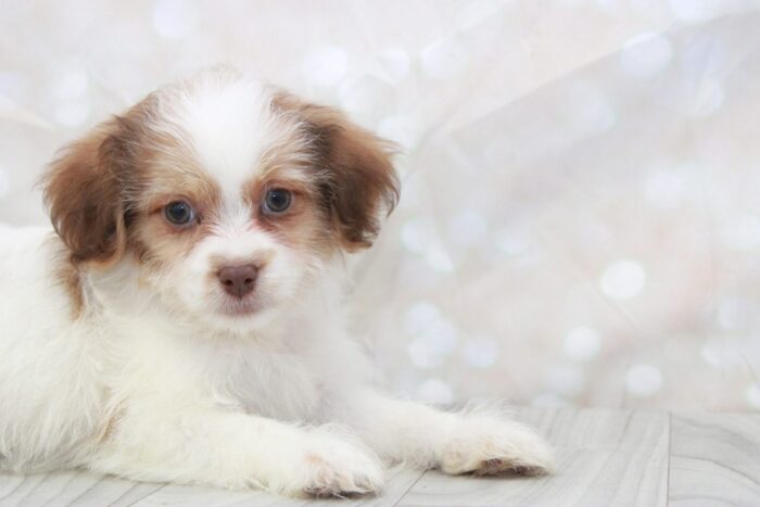 Sherlock - Handsome Male Teddy Bear Puppy