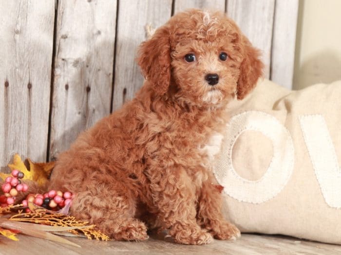 Sherlock - Studley Cockapoo - Image 5