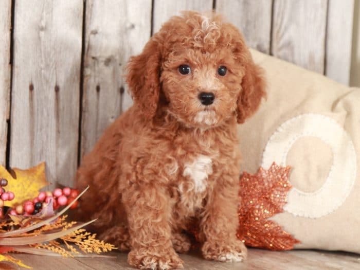 Sherlock - Studley Cockapoo - Image 4