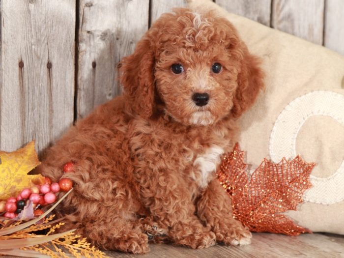 Sherlock - Studley Cockapoo - Image 3
