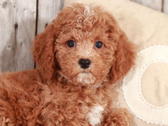 Sherlock - Studley Cockapoo - Image 2