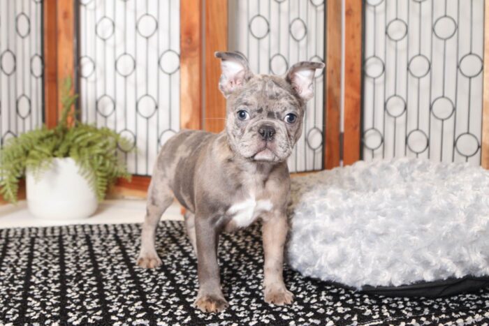 Sia- Stunning Female Blue Merle Frenchton Puppy