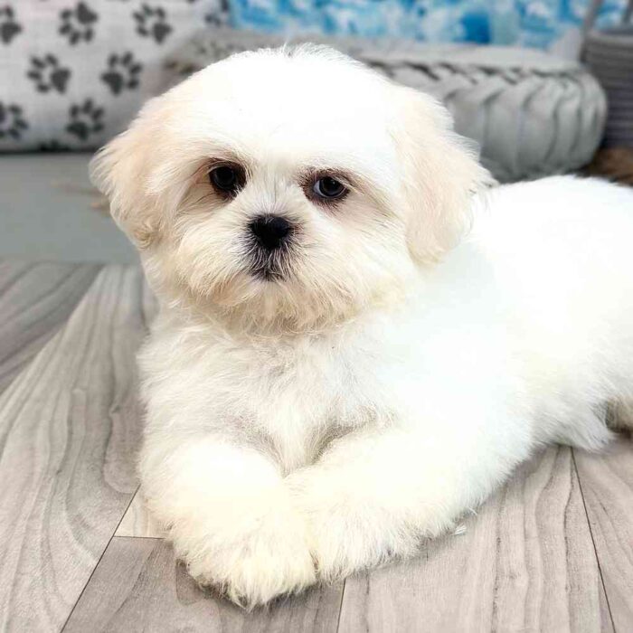 Sienna-Teddy-Bear-Puppy-1.jpg