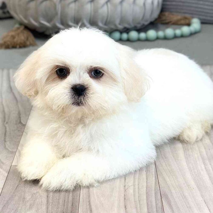 Sienna-Teddy-Bear-Puppy-5.jpg