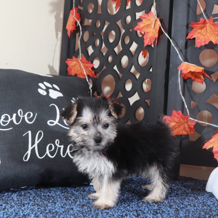 Silver- Precious Teacup Female Morkie Puppy - Image 2