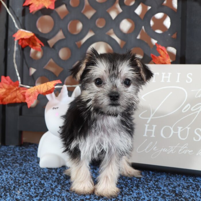 Silver- Precious Teacup Female Morkie Puppy - Image 3