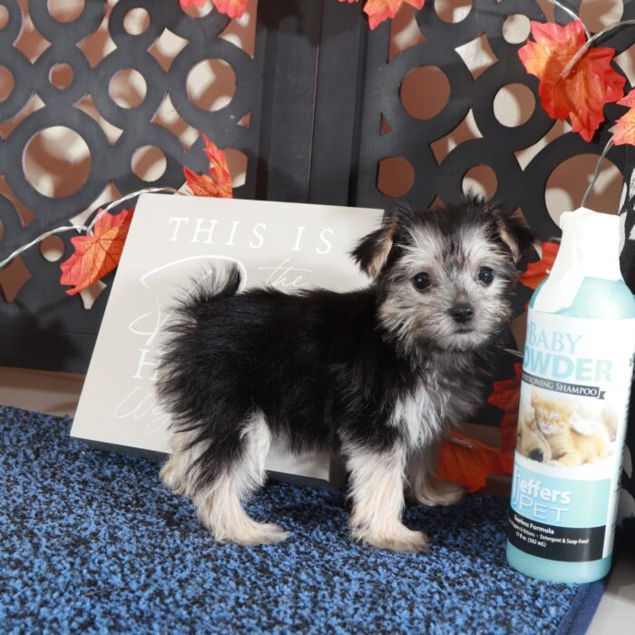Silver- Precious Teacup Female Morkie Puppy - Image 4