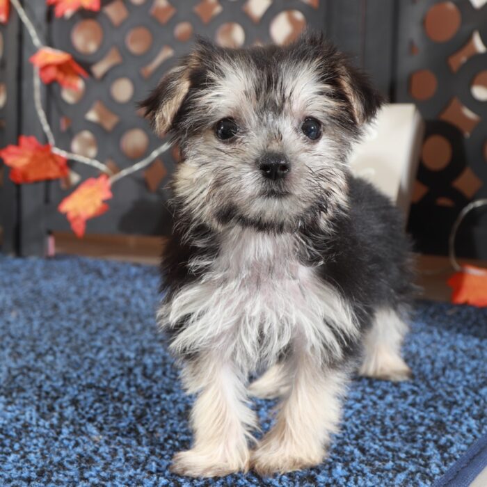 Silver- Precious Teacup Female Morkie Puppy - Image 5