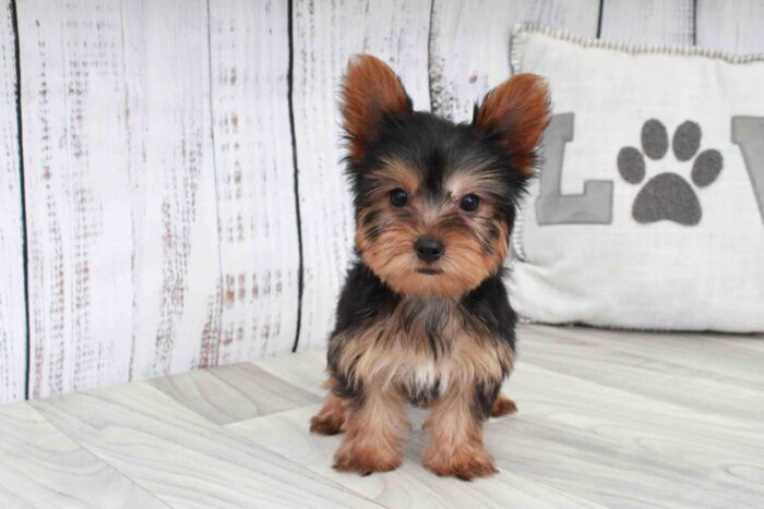 Simba- Dapper Black and Tan ACA Male Yorkie Puppy