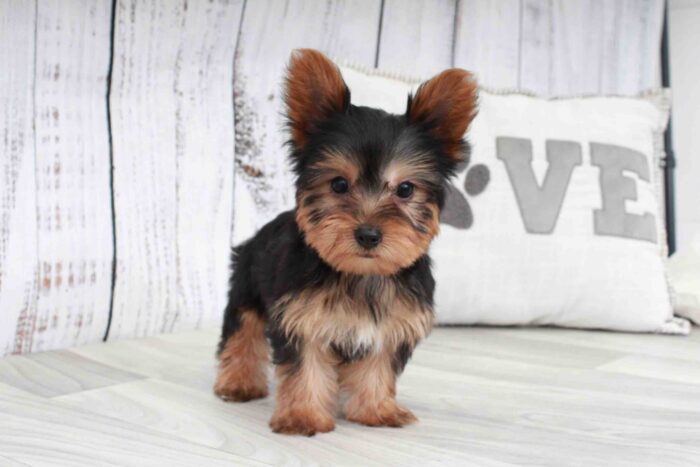 Simba- Dapper Black and Tan ACA Male Yorkie Puppy - Image 2
