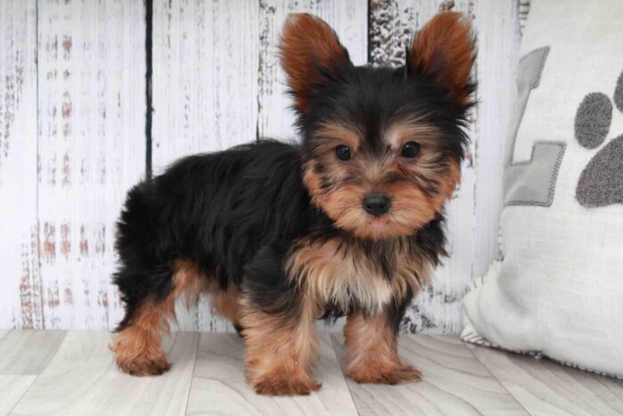 Simba- Dapper Black and Tan ACA Male Yorkie Puppy - Image 3