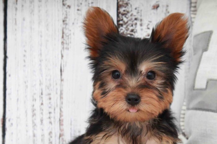 Simba- Dapper Black and Tan ACA Male Yorkie Puppy - Image 4